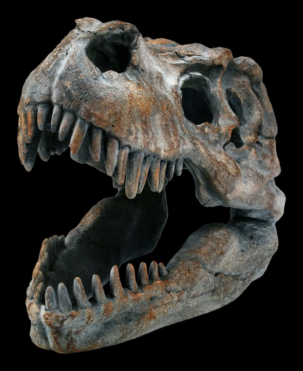 Totenkopf - Tyrannosaurus Rex - Klein 3 Totenkopf - Tyrannosaurus Rex - Klein – Bild 3