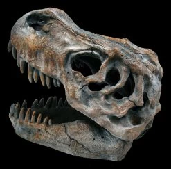 Totenkopf - Tyrannosaurus Rex - Klein 8 Totenkopf - Tyrannosaurus Rex - Klein -Modell Und Figurengeschäft ML12402 Totenkopf Tyrannosaurus Rex klein 5 1280x1280