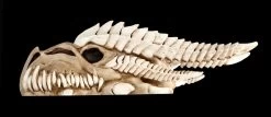 Wandrelief - Drachen Totenkopf Kryss -Modell Und Figurengeschäft ML6578 Drachen Totenkopf Wanddeko 1 1280x1280