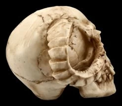 Totenkopf - Gehörnter Teufel -Modell Und Figurengeschäft ML8756 Totenkopf Gehoernter Teufel 8 1280x1280