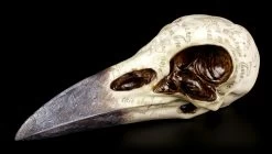 NEMESIS NOW Edgar's Raben Schädel - Nevermore -Modell Und Figurengeschäft Raben Schaedel Nevermore 2 1280x1280