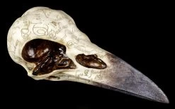 NEMESIS NOW Edgar's Raben Schädel - Nevermore -Modell Und Figurengeschäft Raben Schaedel Nevermore 5 1280x1280