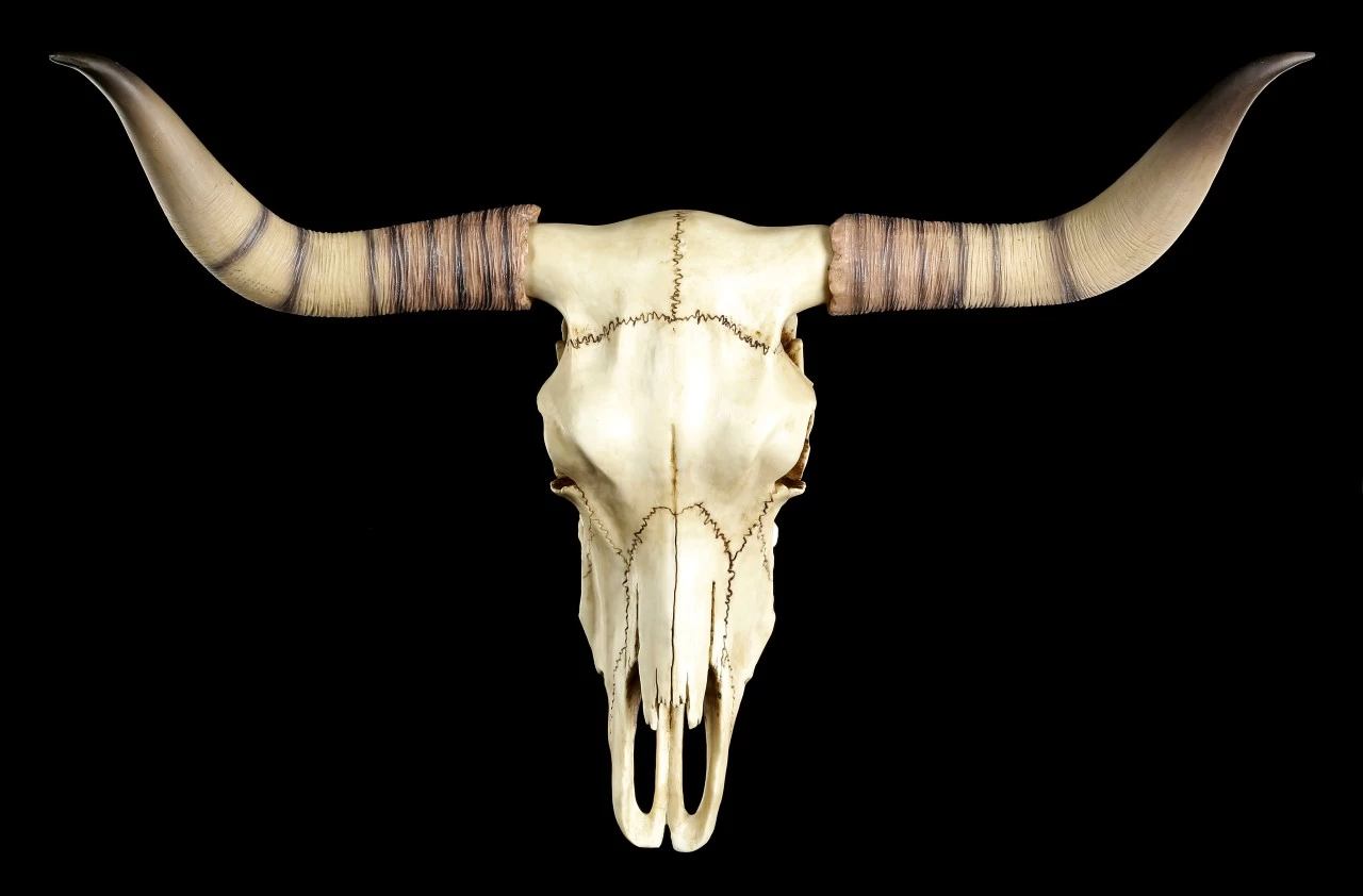 Longhorn Rinderschädel 2 Longhorn Rinderschädel – Bild 2