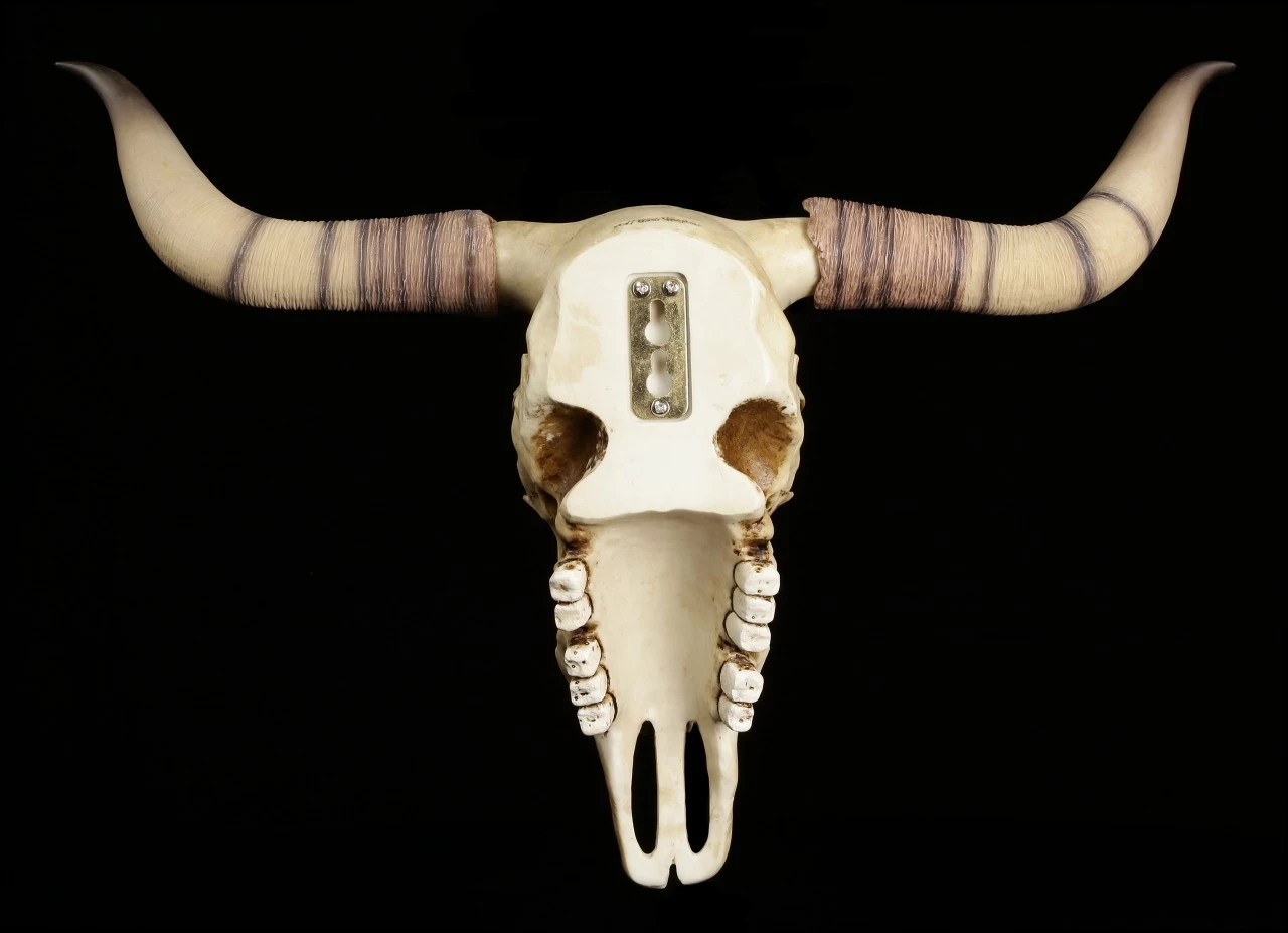 Longhorn Rinderschädel 3 Longhorn Rinderschädel – Bild 3