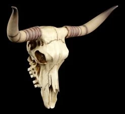 Longhorn Rinderschädel
