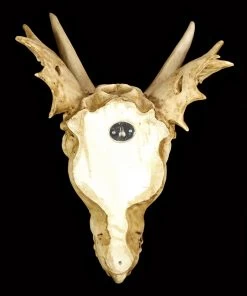 Wandrelief - Schädel Des Letzten Drachen 13 Wandrelief - Schädel Des Letzten Drachen -Modell Und Figurengeschäft Schaedel Drachen 657ce52d1e3079 1280x1280