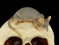 Spardose - Totenkopf Mit Maus -Modell Und Figurengeschäft Spardose Totenkopf Maus 8 1280x1280