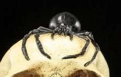 Spardose - Totenkopf Mit Spinne -Modell Und Figurengeschäft Spardose Totenkopf Spinne 8 1280x1280
