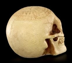 Totenkopf - Crane Astrologie -Modell Und Figurengeschäft Totenkopf Crave Astrologie 6 1280x1280