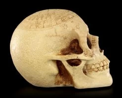 Totenkopf - Crane Astrologie -Modell Und Figurengeschäft Totenkopf Crave Astrologie 7 1280x1280