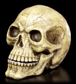 Totenkopf Groß -Modell Und Figurengeschäft Totenkopf Gross 2 1280x1280