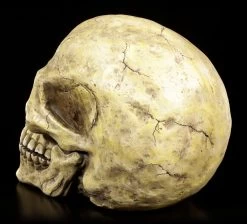 Totenkopf Groß -Modell Und Figurengeschäft Totenkopf Gross 3 1280x1280