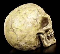 Totenkopf Groß -Modell Und Figurengeschäft Totenkopf Gross 4 1280x1280