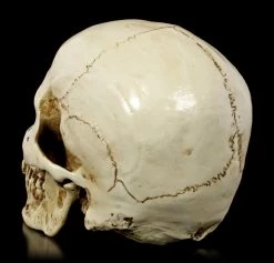 Totenkopf Mit Unterkiefer - Skull Head -Modell Und Figurengeschäft Totenkopf Mit Unterkiefer Skull Head 38FVMNh7WWb4bw 1280x1280