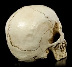 Totenkopf Mit Unterkiefer - Skull Head -Modell Und Figurengeschäft Totenkopf Mit Unterkiefer Skull Head 4SPzHjKPOLYNzU 1280x1280