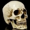 Totenkopf Mit Unterkiefer - Skull Head