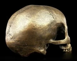 Totenkopf Ohne Unterkiefer - Antik Goldfarben -Modell Und Figurengeschäft Totenkopf Ohne Unterkiefer Antik 6 1280x1280