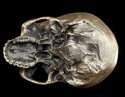 Totenkopf Ohne Unterkiefer - Antik Goldfarben -Modell Und Figurengeschäft Totenkopf Ohne Unterkiefer Antik 8 1280x1280