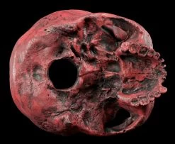 Totenkopf Replikat Frau - Sagus - Karmin Rot Limitiert -Modell Und Figurengeschäft Totenkopf Replikat Rot 5576b9b2bb7540 1280x1280