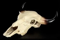 Totenkopf - Rinder Schädel Western -Modell Und Figurengeschäft Totenkopf Rinder Schaedel 2 1280x1280