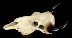 Totenkopf - Rinder Schädel Western -Modell Und Figurengeschäft Totenkopf Rinder Schaedel 3 1280x1280