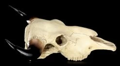 Totenkopf - Rinder Schädel Western -Modell Und Figurengeschäft Totenkopf Rinder Schaedel 7 1280x1280