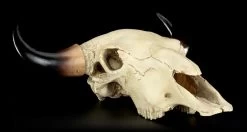 Totenkopf - Rinder Schädel Western -Modell Und Figurengeschäft Totenkopf Rinder Schaedel 8 1280x1280