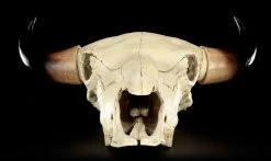 Totenkopf - Rinder Schädel Western -Modell Und Figurengeschäft Totenkopf Rinder Schaedel 9 1280x1280