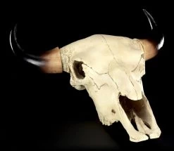 Totenkopf - Rinder Schädel Western