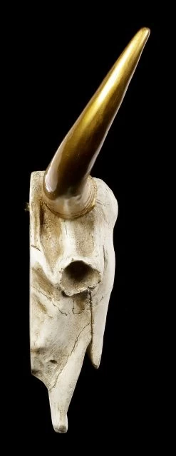 Wandrelief Büffel Schädel - Goldene Hörner -Modell Und Figurengeschäft Wandrelief Bueffel Schaedel Mit Goldenen Hoernern 2 1280x1280