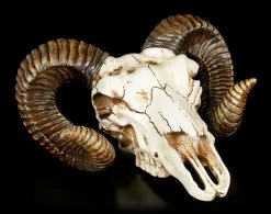 Wandrelief - Widder Totenkopf -Modell Und Figurengeschäft Wandrelief Widder Totenkopf 2 1280x1280