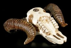 Wandrelief - Widder Totenkopf -Modell Und Figurengeschäft Wandrelief Widder Totenkopf 3 1280x1280