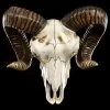 Wandrelief - Widder Totenkopf